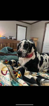 Beautiful older harlequin Great Dane female