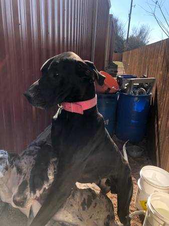 Great Danes puppies AKC