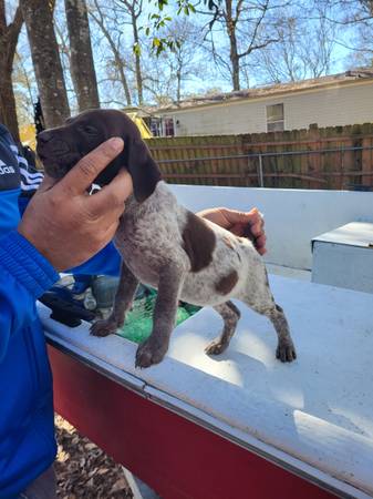 Akc german shorthaired pointer