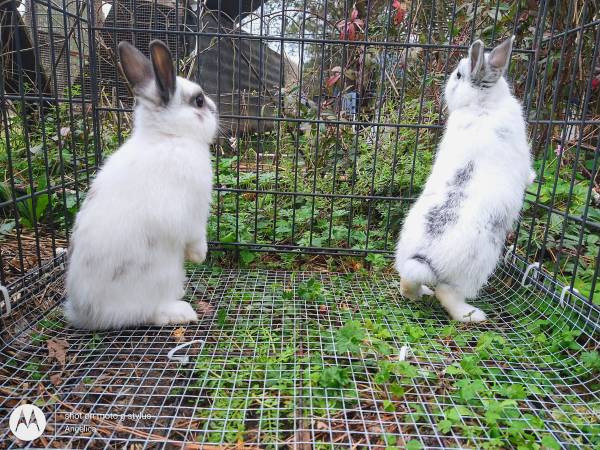 Netherland dwarf bucks