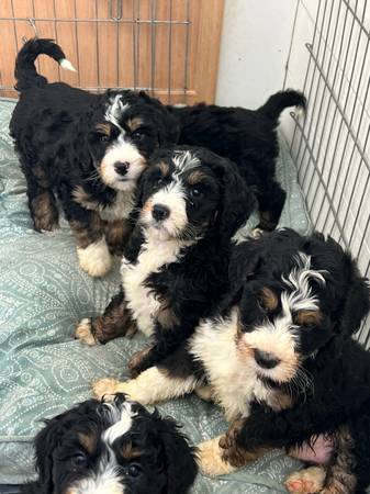 Bernedoodle puppy