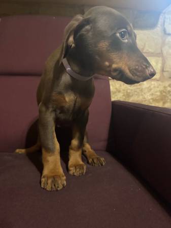 Red Doberman Puppies