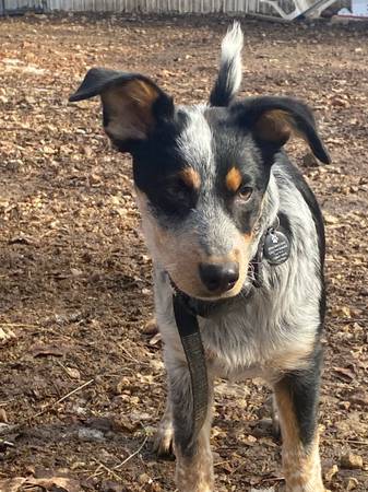 Female Puppy Cattle Dog