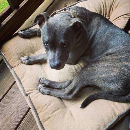 Blue American Staffordshire Male – Rehoming