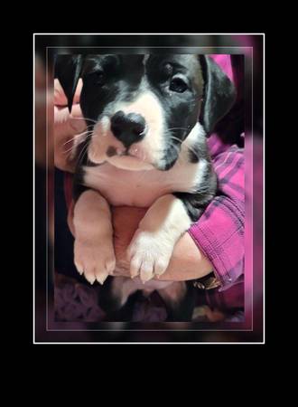 Cute Boxer/Staffy Pups