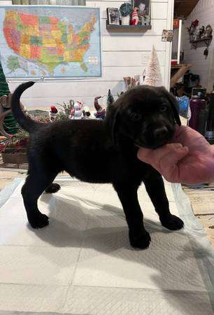 lab puppies