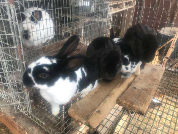 5 month old rabbits