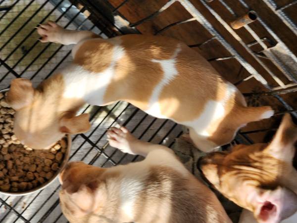 Rat Terrier Puppies