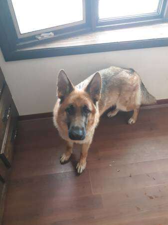 Female German Shepherd