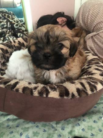 Maltese Shih Tzu Mix puppy