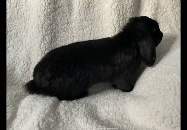 Holland Lop – $30