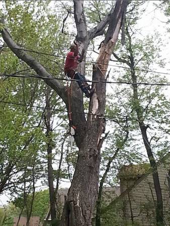 AFFORDABLE RELIABLE TREE REMOVAL/MULCHING TRIMMING