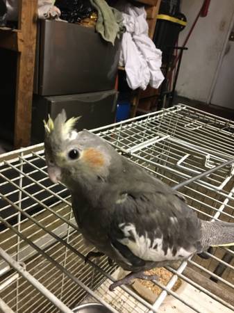 Cockatiel Birds