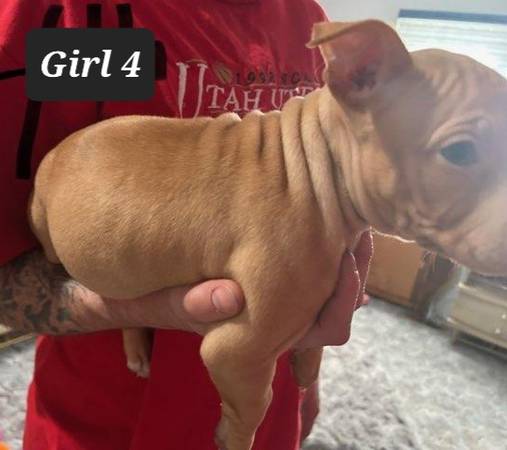 American rednosdPitt bull puppies