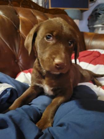 Lab mix puppies