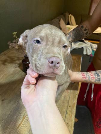 pitbull puppys