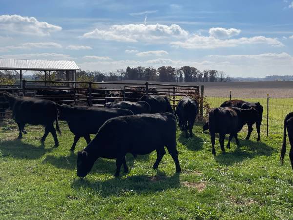 20 Fancy Black Angus Cows