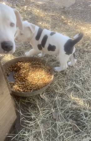 Pit bulldog puppies