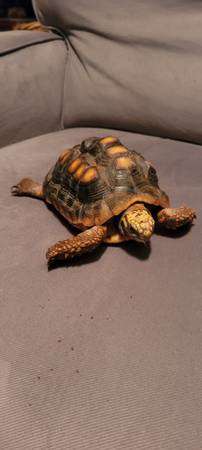 Red foot tortoise