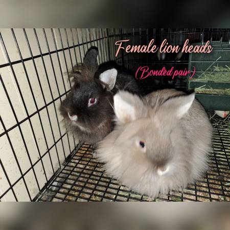 rabbits for adoption