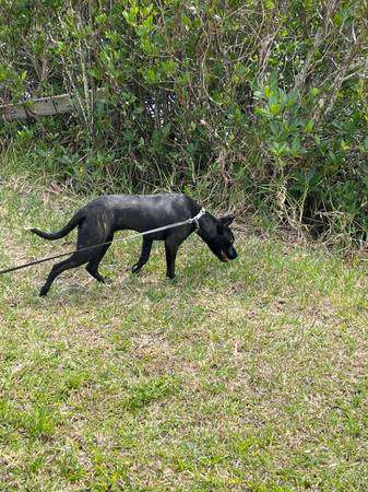 Rehoming 7 month old female puppy