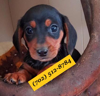 rehoming dachshunds babyyyyyyyy