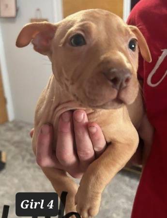 American rednosdPitt bull puppies