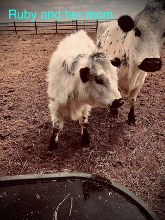 Scottish Highland Cross bred to silver mini Scottish Highland