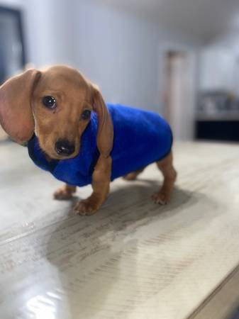 DACHSHUND IN SEARCH OF FOREVER HOME