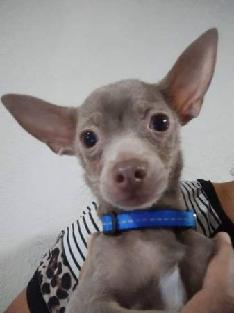 Rare coat Blue apple Head Chihuahua