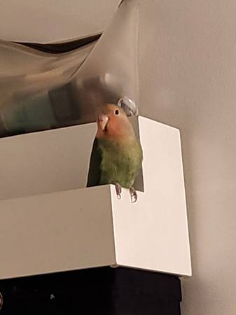 Lovebird Pair for rehoming