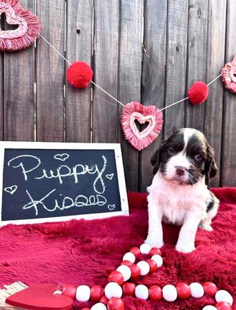 English Springer spaniels