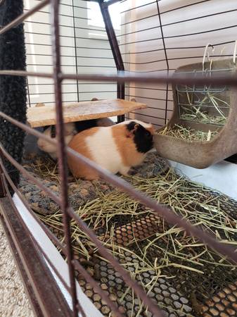 Guinea pig rehoming