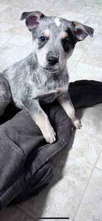 Heeler puppies