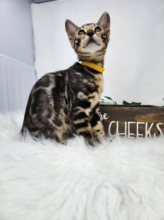 Bengal kittens ready to go home!!