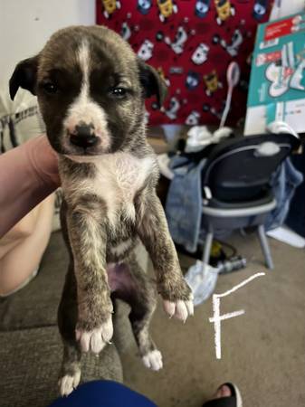 german shephard pit mix pups