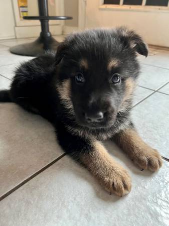 CKC German shepherd puppies