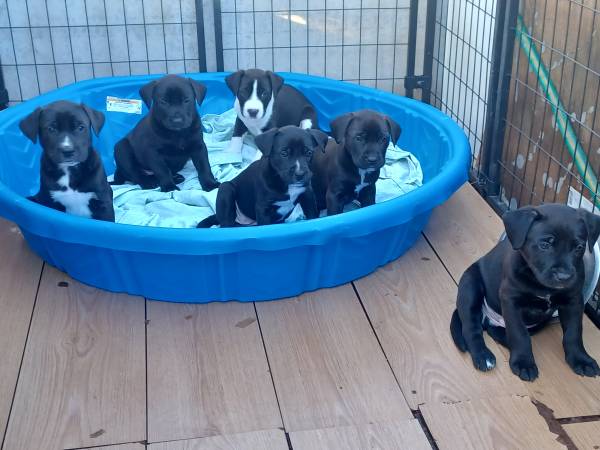 Belgian Malionois/ Pit Puppies