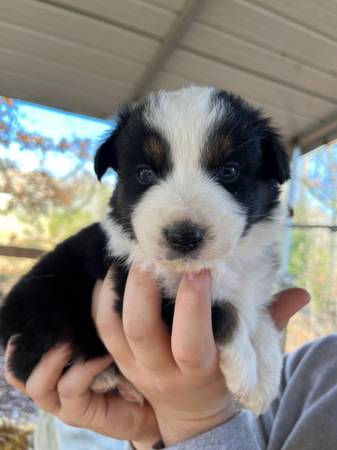 Australian Shepherd puppies