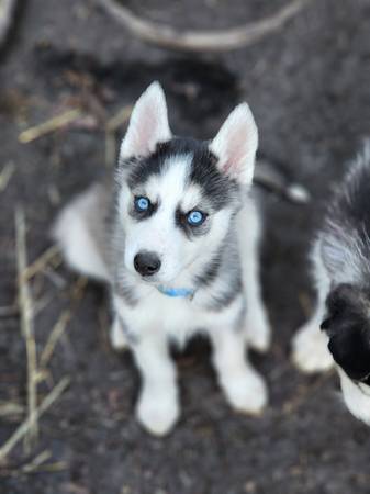 Husky/Malamute pups