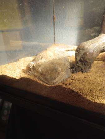 Bearded Dragon with tank and supplies