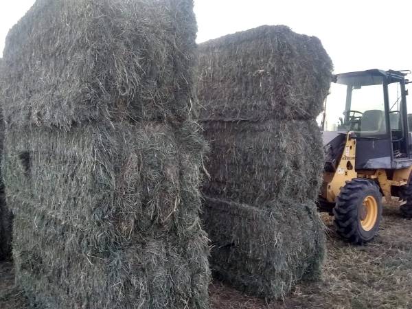 quality barn stored grass hay