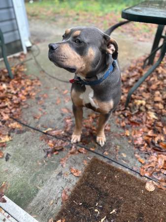 Tri Color Male American Bulldog