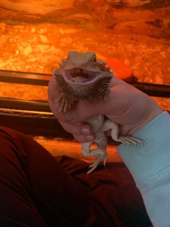 young bearded dragon