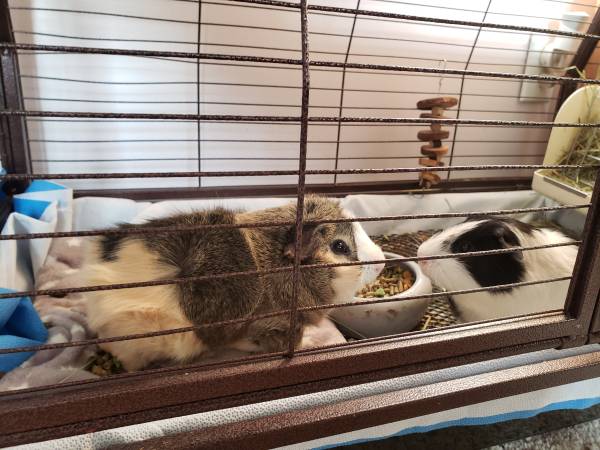 Guinea pig rehoming