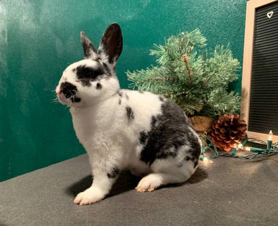 Mini Rex