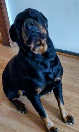 German Rottweiler Puppies