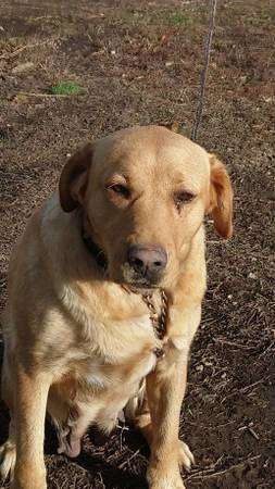 Rehoming yellow lab AKC