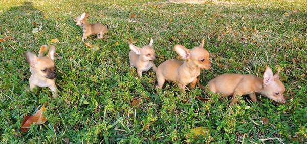 Loving Chihuahua puppies seeking forever home!