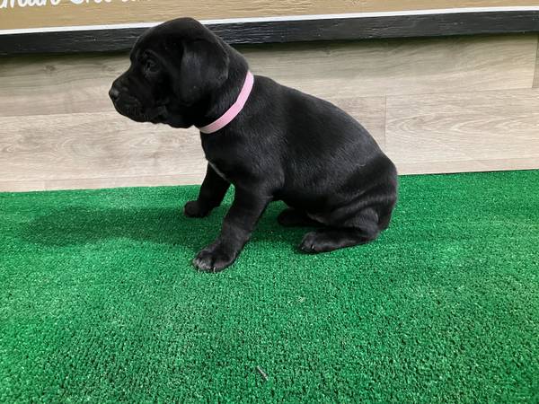 German Shorthaired Lab puppies